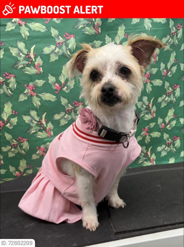 Lost Female Dog last seen Old Corry field and Barrancas, Escambia County, FL 32507