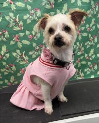 Lost Female Dog last seen Old Corry field and Barrancas, Escambia County, FL 32507