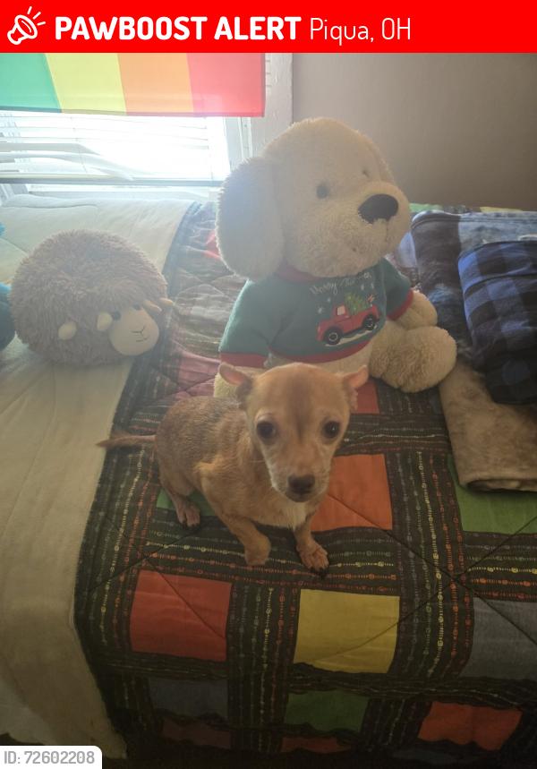Lost Female Dog last seen Old  Hartzell plant, Piqua, OH 45356
