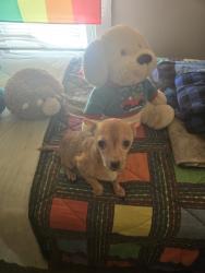 Lost Female Dog last seen Old  Hartzell plant, Piqua, OH 45356