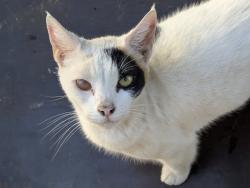 Found/Stray Female Cat last seen F St , Modesto, CA 95354