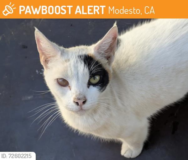 Found/Stray Female Cat last seen F St , Modesto, CA 95354
