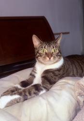 Lost Male Cat last seen State and Wellington , Parma, OH 44134