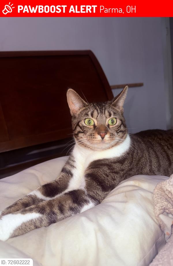 Lost Male Cat last seen State and Wellington , Parma, OH 44134