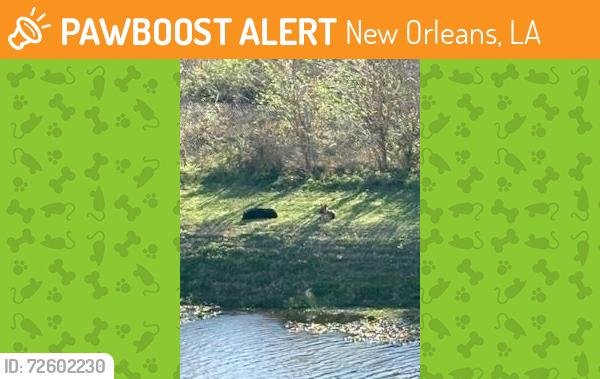Found/Stray Unknown Dog last seen Dogs on Crowder C near Lake Forest. , New Orleans, LA 70126