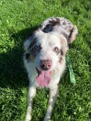 Lost Male Dog last seen S. Bonnie Beach Pl and Whittier Blvd. , Los Angeles, CA 90023