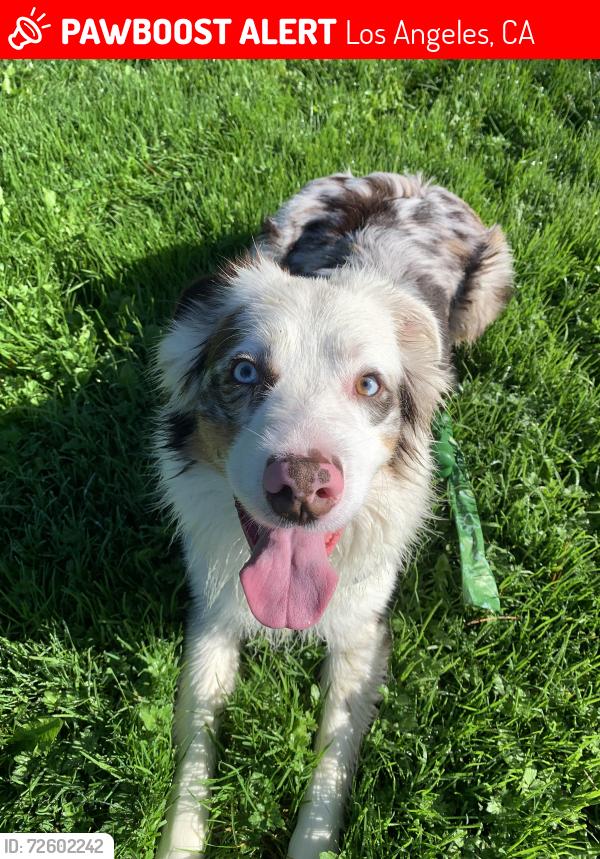 Lost Male Dog last seen S. Bonnie Beach Pl and Whittier Blvd. , Los Angeles, CA 90023