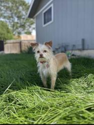 Reunited Female Dog last seen 40th ave & 4th street, Greeley, CO 80634