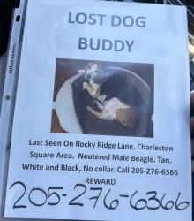 Lost Male Dog last seen Running from the social security office up the words towards Grave church, Birmingham, AL 35216