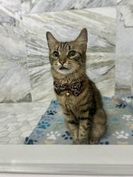 Found/Stray Female Cat last seen The Sterling on Village, West Palm Beach, FL 33409