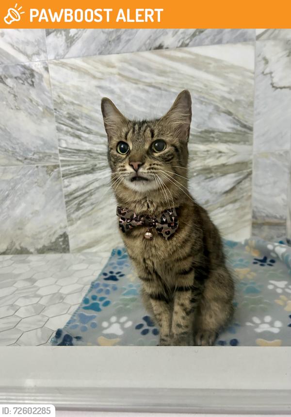 Found/Stray Female Cat last seen The Sterling on Village, West Palm Beach, FL 33409