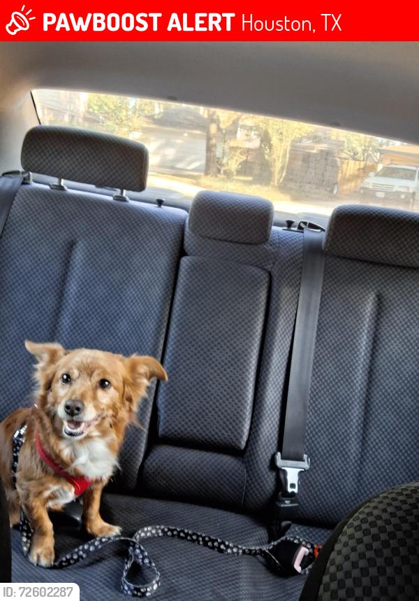 Lost Male Dog last seen Heather Hill Dr., Houston, TX 77086