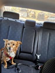 Lost Male Dog last seen Heather Hill Dr., Houston, TX 77086