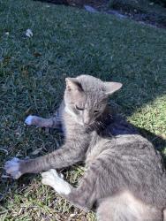 Found/Stray Female Cat last seen Stonehurst Rd near glen ridge Rd in. winter Park, Winter Park, FL 32789