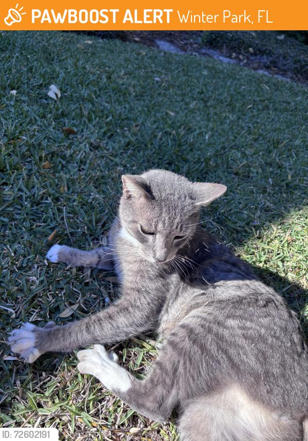 Found/Stray Female Cat last seen Stonehurst Rd near glen ridge Rd in. winter Park, Winter Park, FL 32789