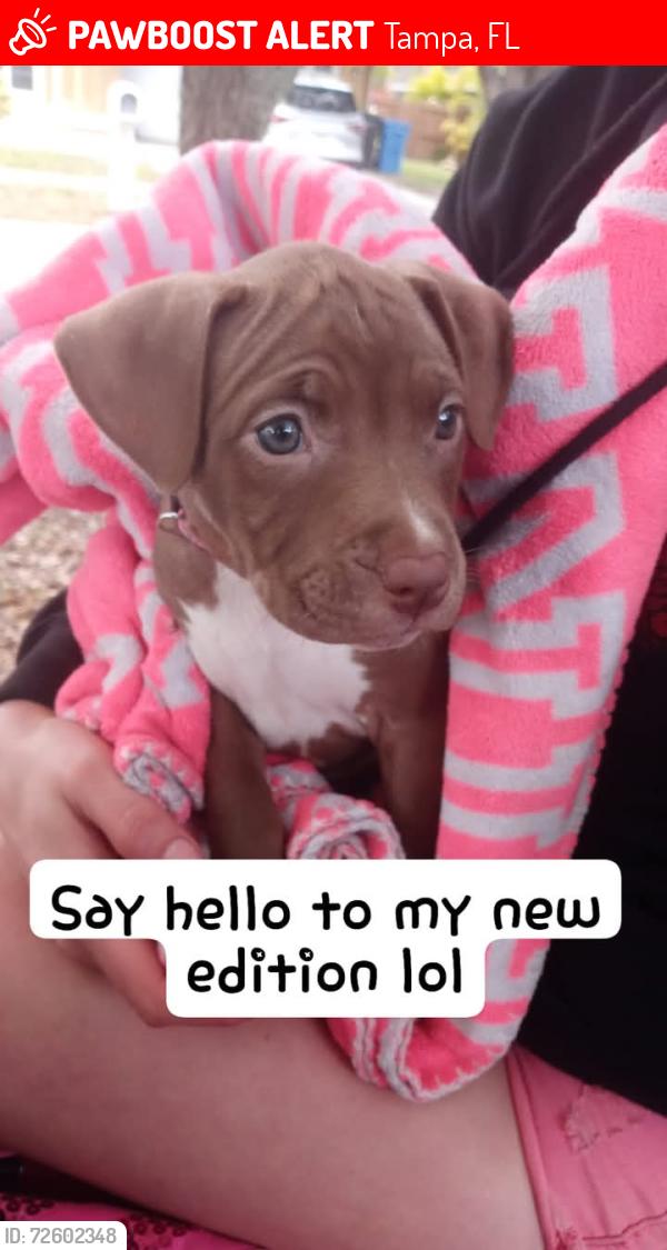 Lost Female Dog last seen Hillsborough, Tampa, FL 33604