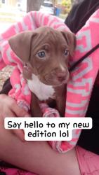 Lost Female Dog last seen Hillsborough, Tampa, FL 33604