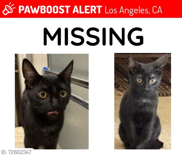 Lost Male Cat last seen Gault St, Los Angeles, CA 91303