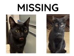 Lost Male Cat last seen Gault St, Los Angeles, CA 91303