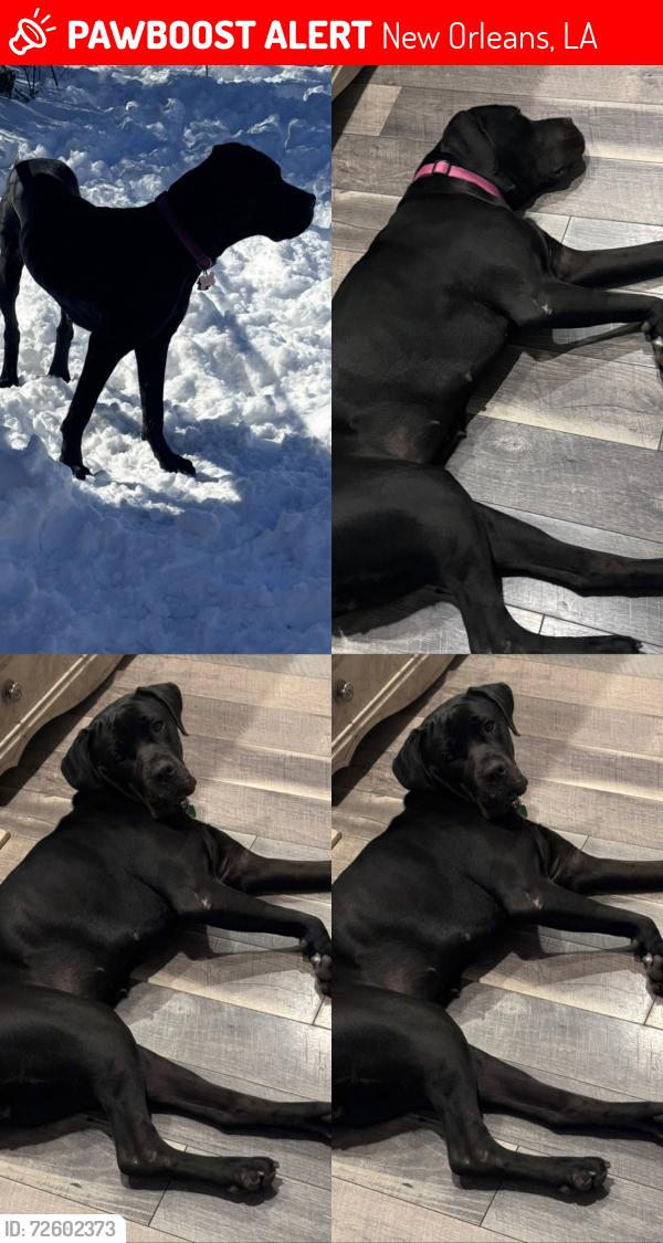 Lost Female Dog last seen Pressburg & Nottingham Dr, New Orleans, LA 70128