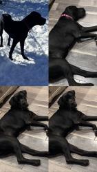 Lost Female Dog last seen Pressburg & Nottingham Dr, New Orleans, LA 70128