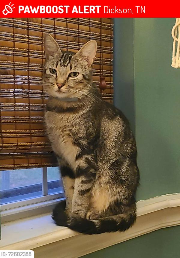Lost Male Cat last seen Sherwood Forest Subdivision , Dickson, TN 37055