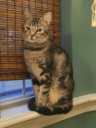 Lost Male Cat last seen Sherwood Forest Subdivision , Dickson, TN 37055