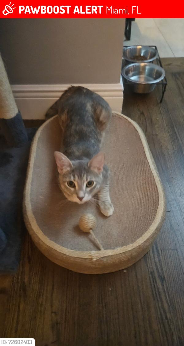 Lost Female Cat last seen Tamiami C road & 67 ave, Miami, FL 33126