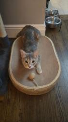 Lost Female Cat last seen Tamiami C road & 67 ave, Miami, FL 33126