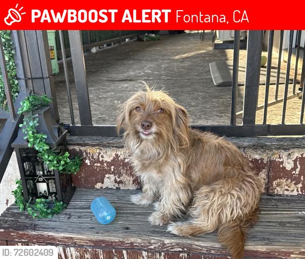 Lost Female Dog last seen Valley blvd and palmetto , Fontana, CA 92335