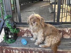 Lost Female Dog last seen Valley blvd and palmetto , Fontana, CA 92335
