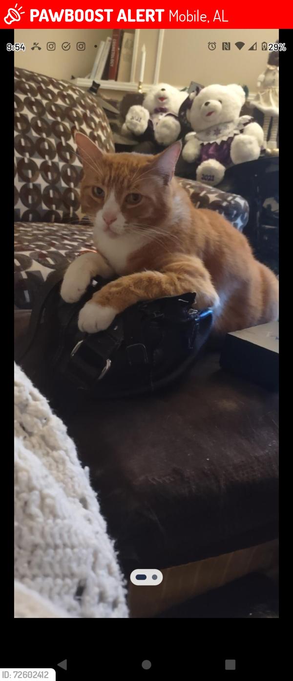 Lost Male Cat last seen Navco Road , Mobile, AL 36606