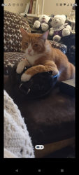 Lost Male Cat last seen Navco Road , Mobile, AL 36606