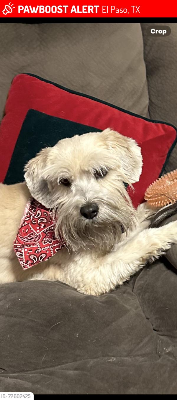 Lost Male Dog last seen Pershing and Radford, El Paso, TX 79903