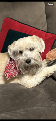 Lost Male Dog last seen Pershing and Radford, El Paso, TX 79903