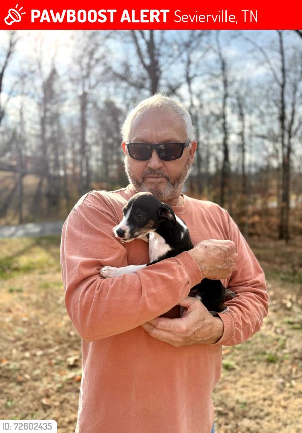 Lost Female Dog last seen Valley view and wears Valley , Sevierville, TN 37862