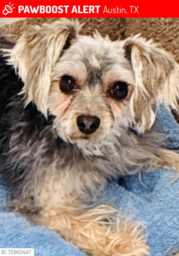 Lost Male Dog last seen Airport Blvd, Austin, TX 78702