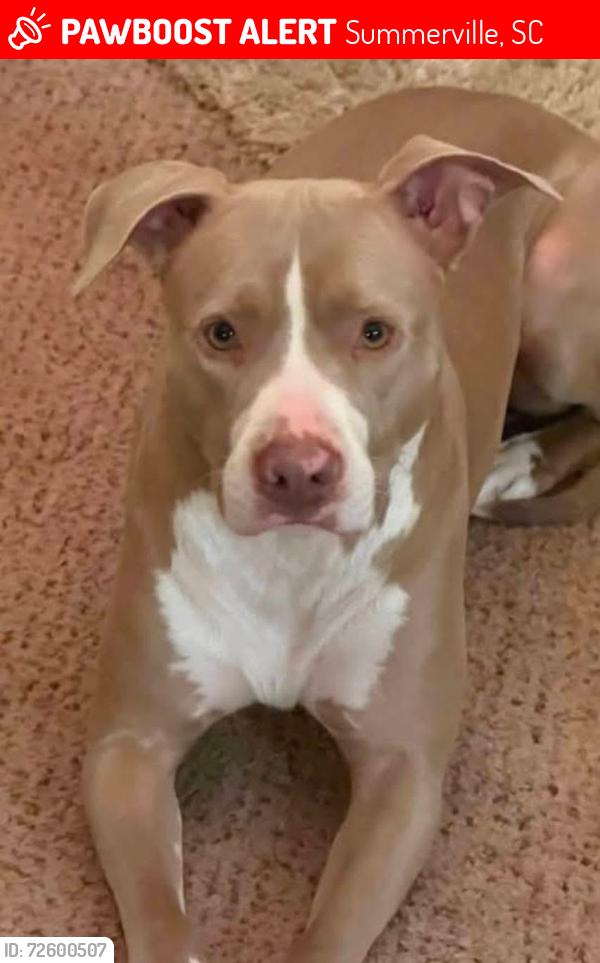 Lost Female Dog last seen Pine Hill Acres & Pine Forest , Summerville, SC 29483