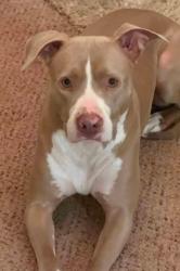 Lost Female Dog last seen Pine Hill Acres & Pine Forest , Summerville, SC 29483