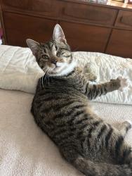 Lost Male Cat last seen Newburg Road , Northampton County, PA 18020