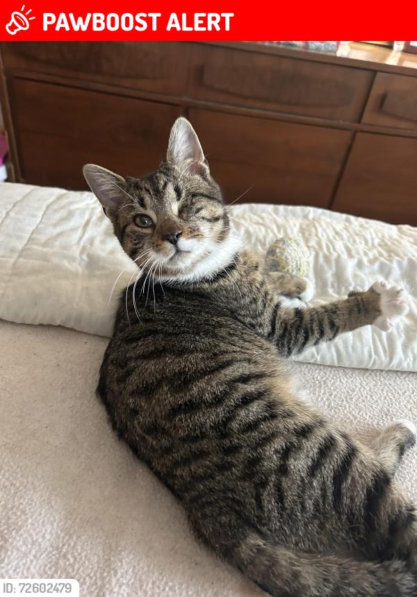 Lost Male Cat last seen Newburg Road , Northampton County, PA 18020