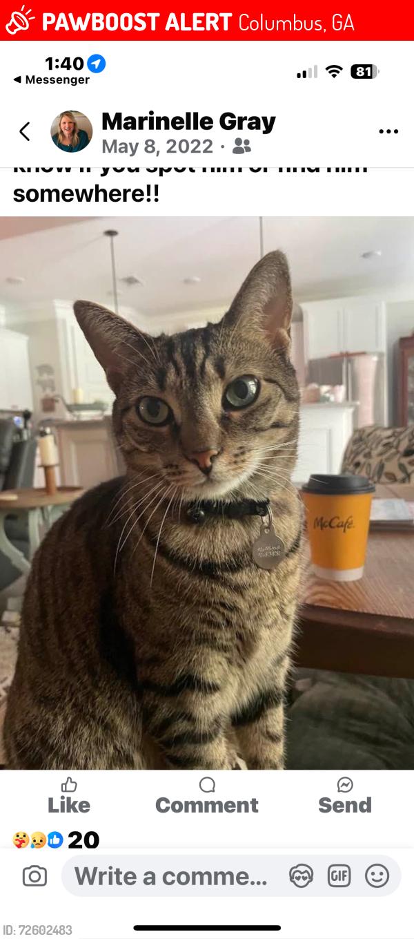 Lost Male Cat last seen Warm Springs Rd and Crosswinds Dr, Columbus, GA 31820