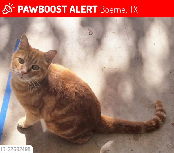 Lost Male Cat last seen Lost Creek Neighborhood, Boerne, TX 78015