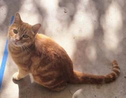 Lost Male Cat last seen Lost Creek Neighborhood, Boerne, TX 78015