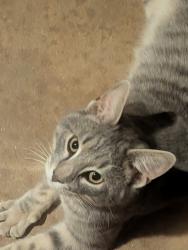 Found/Stray Male Cat last seen Lakewood lane, Anderson County, SC 29626