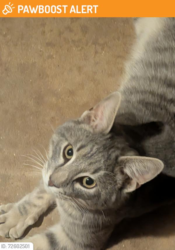Found/Stray Male Cat last seen Lakewood lane, Anderson County, SC 29626
