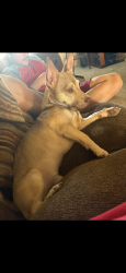 Lost Male Dog last seen Near Laguna Madre St Atascosa, Tx , Atascosa, TX 78002