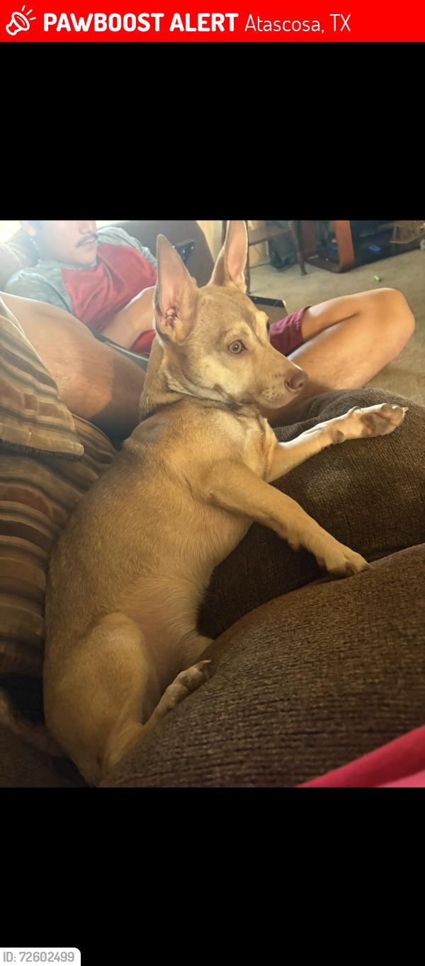 Lost Male Dog last seen Near Laguna Madre St Atascosa, Tx , Atascosa, TX 78002