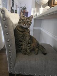 Lost Male Cat last seen Warm Springs Rd, Windward Dr, Columbus, GA 31820