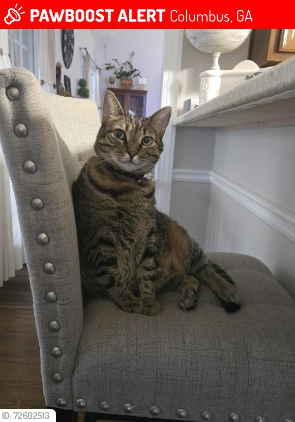 Lost Male Cat last seen Warm Springs Rd, Windward Dr, Columbus, GA 31820